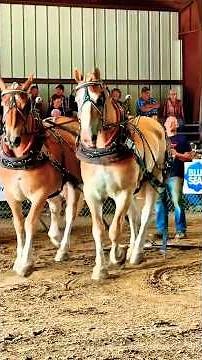 Yikes that’s a LOT of weight 😬 Horse Pulling | Draft Horses Union Fair 🐴