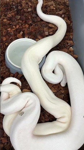 Blue Eyed Leucistic Ball Pythons breeding! #ballpython #ballpythonmorphs #royalconstrictordesigns