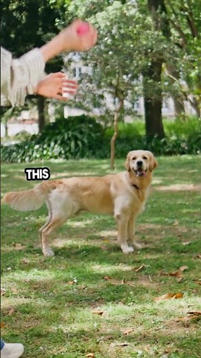 Clicker Training – How to Start Right? #ClickerTraining