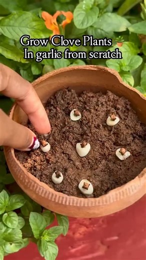 Vasundara kamalla on Instagram: "Have you tried this way of Growing Clove plants from scratch ? . . . . . . . . . . . . #ClovePlant #RepottingClovePlant #GrowClovePlant #ClovePlantCare #ClovePlantUpdate #RepottingPlants #CloveFromScratch #HomeGrownClove #ClovePlantLovers #RepottingDay #OrganicClove #KitchenGardenClove #ClovePlantGrowth #RepottingTips #GreenThumbMagic #ClovePlantLife #HomeGardenClove #TerraceGardenClove #ClovePlantVibes #RepottingSuccess #BalconyGardenClove #IndoorClovePlant #Clo