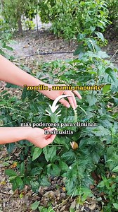 Su potente olor le otorga sus propiedades medicinales 🌿🌿 Petiveria alliacea | onlyplants