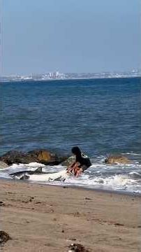 Fearless fisherman saves helpless shark on beach