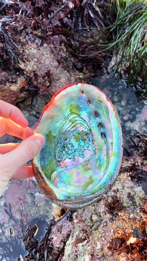 My favorite shells to find while beach combing 🤓 #BeachCombing #ShellCollecting #NatureLovers #CoastalTreasures #ShellsOfInstagram #fblifestyle | Marine biology