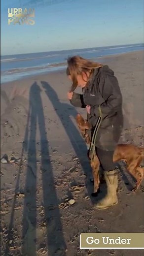 Cooper - German Shorthaired Pointer