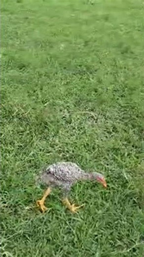 Destaque ao vivo frangos caipira