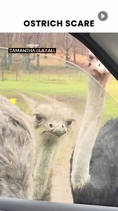 New Fear Unlocked: An Ostrich Staring Into Your Soul Through Your Car Window 👀 #ostrich #scared #safari #wildride #hungry | Awesome Videos