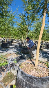 2.3K views · 444 reactions | Bellotas en los Encinos Verdes Quercus virginiana en el centro de producción Ojo de Agua en Montemorelos N.L México . Del Desierto al bosque en un momento . Pioneros en Producción de Especies Nativas y Naturalizadas No Invasoras del Norte y Altiplano Mexicano . #arboles #adriancavazoscavazos #viverosregionales | VIVEROS REGIONALES | Facebook