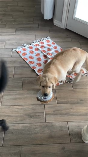 5K views · 263 reactions | Cutest battle of the day. 殺❤️ | Labrador Lovers | Facebook