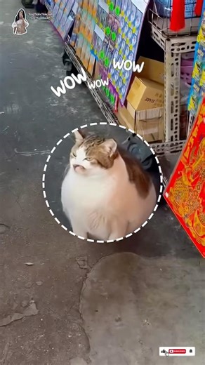Nhân viên quán em #cat #cutecat #kitten