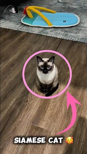 SIAMESE CAT #cat #pets #catlovers #cutecat #youtubeshorts