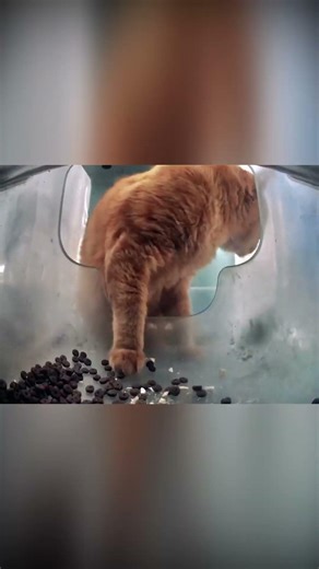 Corndog Cat Feasts Up! 💞😺 #hellostreetcat #purrrr #cats #orangecat