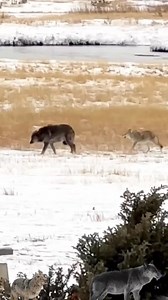 635K views · 1.7K reactions | Coyote v/s Wolf #coyote #wolf #animals | HK Entertain | Facebook