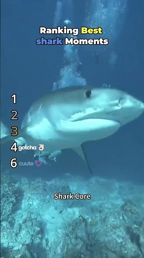 Ranking Best Shark Moments #shorts #sharks