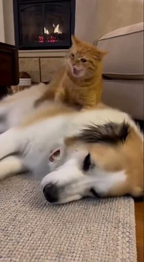 Dog Farts and Cat's Instant Reaction Caught on Camera