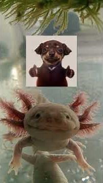 El Ambystoma mexicanum