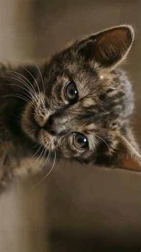 Scared Kitten Hiding Under a Burnt Cart — Silent Heartbreaking Moment #catperson #namelesscat