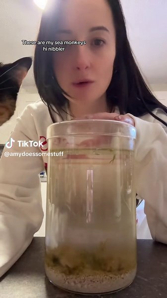 the swamp creatures #seamonkeys #brineshrimp | sea monkeys