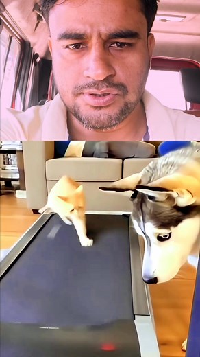 “তুই বড় দুষ্টুমি করলি… এবার দেখে নে! 😼🐶 ভিডিওটা সম্পূর্ণ ডিজিটাল—শুধু মজার জন্য। 😅 #FunnyAnimals #DigitalCreation #Entertainment” | Babur Ali