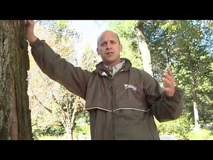 Lightning Protection for Trees