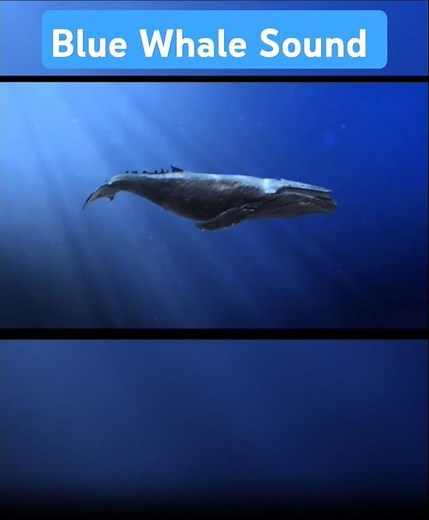 Blue Whale Sound | Loudest Animal on Planet Earth