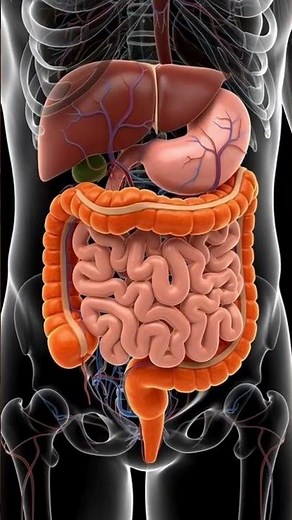 Human Digestion vs. Horse Digestion: A 3D Comparison You Won't Believe #anatomy