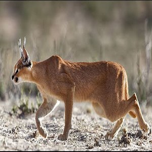 Interesting facts about cats caracals.🦊😲 #Animal | Happy