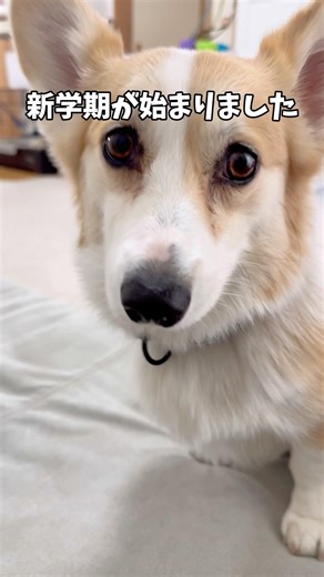 お見送りは苦手な寂しがり屋なっちゃん🦊#コーギー #corgi #dog #コーギー多頭飼い #犬のいる暮らし #コーギー多頭飼い
