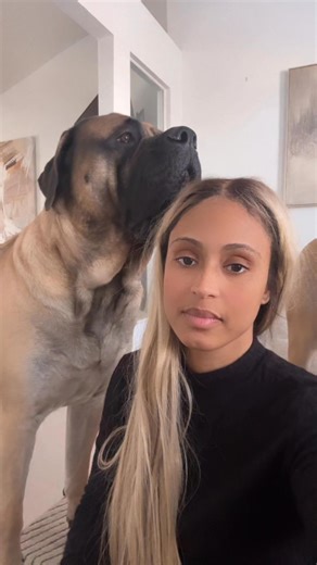 27K views · 265 reactions | I think I like this little life challenge. Somebody bit my belly button lol #dogs #mastiff #scareprank #fails | Tiffany Wilson | Facebook