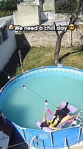 14M views · 373K reactions | The Pet Collective on Reels | Facebook