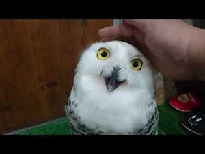 シロフクロウ ♀ なでなで