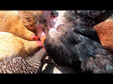 CANNIBAL CHICKENS EATING CHICKEN