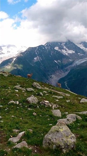 Mountain goats! They were everywhere while hiking in Chamonix. There were so many little ones!