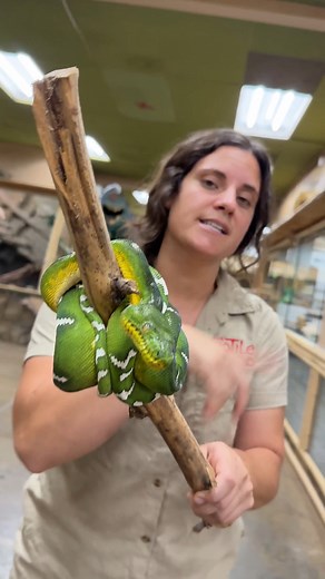 Beautiful Emerald Tree Boa with Giant Head😳 . . . | The Reptile Zoo