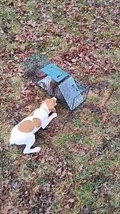 First Time on the Cage - 8 Week Old Feist #squirreldog #squirrelhunt #squirrel #squirreldogtraining