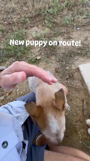 4 comments | New puppy! | Clearly Texas Pool Service | Facebook