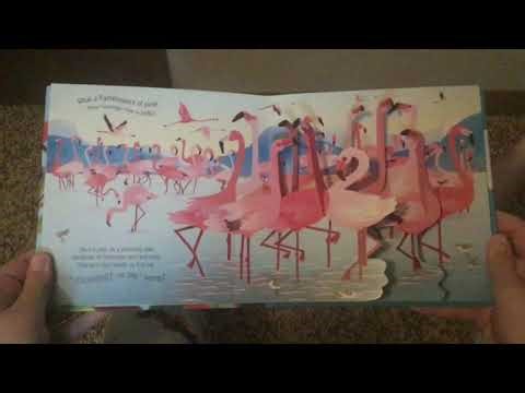 My Pop-Up Book Collection: Usborne Pop-Up Birds