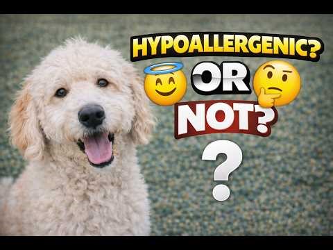 The Labradoodle Paradox Expectation vs Reality. Hypoallergenic… Or Not?