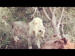 Male lion carrying and taking care of his cub like a lioness