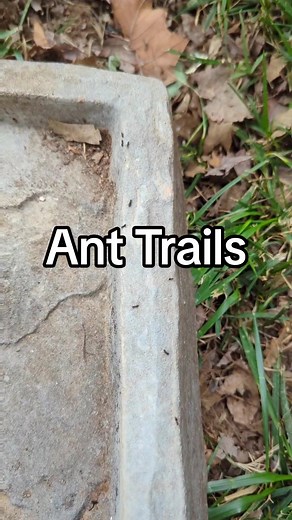 use the ant trails to your advantage when dealing with an ant problem 🐜🐜🐜🐜🐜🐜🐜 #ants #antinfestation #antsoftiktok #pestcontrol #antproblem #antseverywhere #antsinmycar