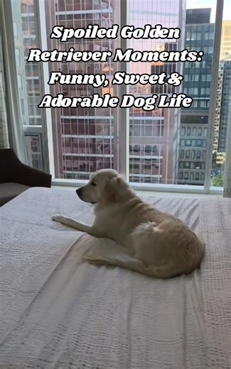 Spoiled golden retriever moments: funny, sweet & adorable dog life