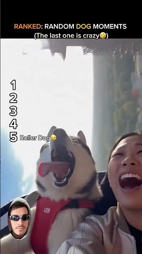 RANKED: RANDOM DOG MOMENTS 😂🐶 #randomdogmoments #funnydogs #dogcompilation