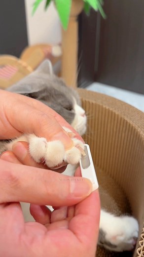 795 reactions · 44 shares | Looking for a cute + useful gift for a cat lover?  The NeedsBucket Cat Nail Clipper is love wrapped in metal!  3-in-1: Cut, Catch, File – all in one tool  Fits kitten to adult cat – adjustable & safe  Minimal mess + max comfort  Perfect gift for birthdays, new pet owners, or yourself  Gift care, not chaos. Buy now! | Needs Bucket | Facebook