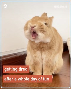 18K views · 622 reactions | This bunny has a personalized obstacle course. | 9GAG Aww | Facebook