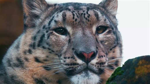Snow leopard eye surgery 👀 (not for the squeamish!) 👇 Banham Zoo's snow leopard Aurora recently needed surgery for a mature cataract 🐾 Thanks to the team, and skill of a specialist ophthalmic surgeon, she’s now back to padding around her habitat with her usual confidence and charm 💕 Read more: https://biaza.org.uk/news/detail/seeing-clearly-aurora-the-snow-leopards-eye-surgery-a-remarkable-success 📷 ZSEA Banham Zoo, #Caturday | BIAZA