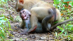 205K views · 2K reactions | Smart Savana Sister Tries To Training Rollo Baby Walks Followed Her #Monkeyaction | Monkey action | Facebook