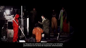 24K views · 372 reactions | The endangered totoaba bass has a long history in the Gulf of California. Watch this Sea Shepherd video to learn more about this fish and why its swim bladder is targeted by poachers. | Sea Shepherd Conservation Society | Facebook