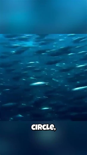 Millions Of These Fish Build A Massive Underwater Tornado To Survive!