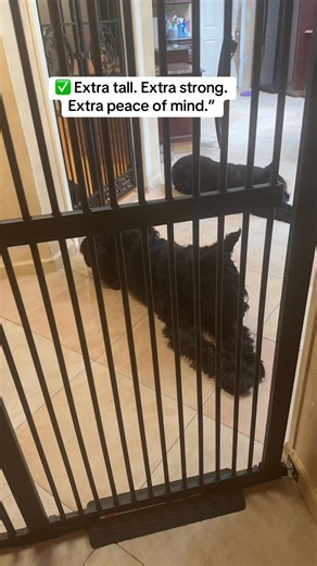 Snag this extra tall, sturdy pet & baby gate while it’s on sale for Prime Day! Keeps even the best climbers and jumpers safe — no drilling, easy to install, and adjustable for almost any space. Don’t wait, these deals won’t last! Link below ⬇️ https://linktw.in/HtjdmE | Skyline Giant Schnauzers