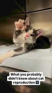 1️⃣ Cats can reach puberty and go into heat as young as 4 months old. 2️⃣ Cats are induced ovulators, meaning that breeding stimulated their ovaries and releases eggs. 3️⃣ The above means that cats can have up to 5 litters (or 60 kittens) per year. We recommend spaying/neutering your cat once they’ve reached 2 months old or 2 pounds. We offer cat spays/neuters for $80 Monday-Thursday by appointment. Learn more and make an appointment at the link in bio. | Pet Community Center