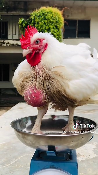 Broiler Chicken for Sale - 4kg | Dindi Dazzles Farms